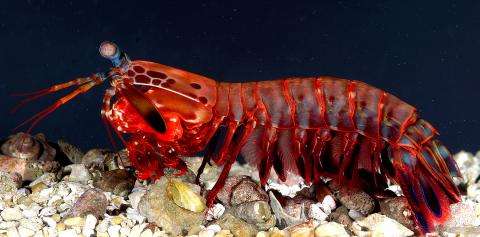 What a shrimp can teach a submarine: The benefits of strange science