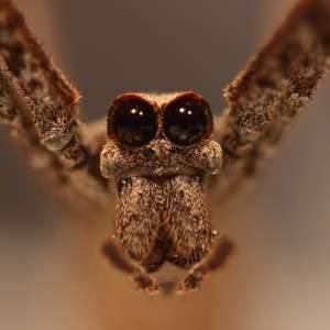 What big eyes you have! Spider adaptation widened dietary net