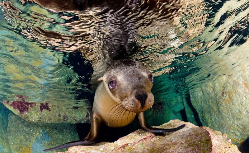 What can a sea-lion teach us about musicality?