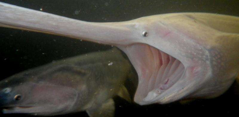 What can fish mouths teach us about engineering clog-free filters?