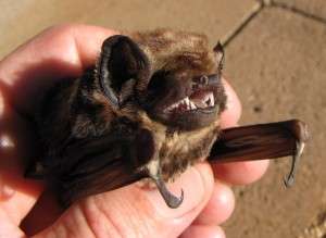 What does the Hawaiian lava-tube bat tell us about bat paleobiogeography?