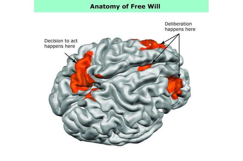 What free will looks like in the brain