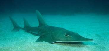 What guitarfish and aircraft wings have in common