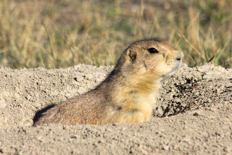 What prairie dogs tell us about the effects of noise pollution