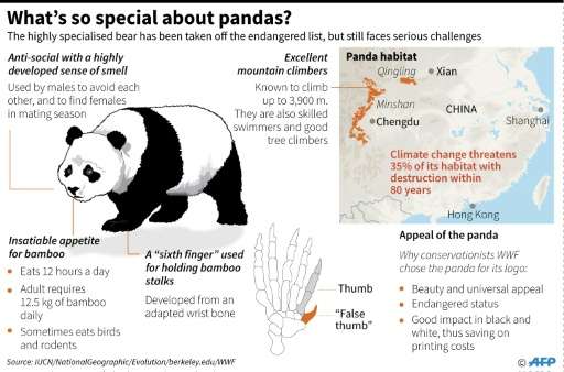 What's so special about pandas?