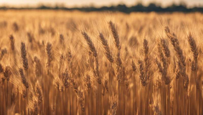 Wheat crop yield can be increased by up to 20% using new chemical technology