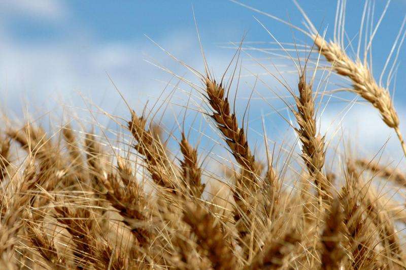 Wheat harvest, research successful in the High Plains