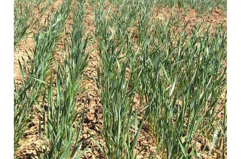 Wheat producers advised to take advantage of existing soil nitrogen