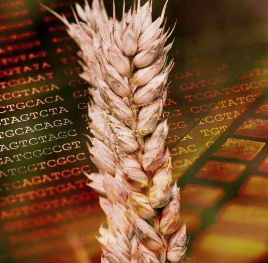 Wheat sequencing consortium releases key resource to the scientific community