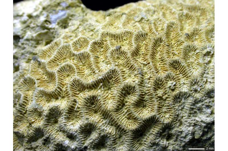 When corals met algae: Symbiotic relationship crucial to reef survival dates to the Triassic
