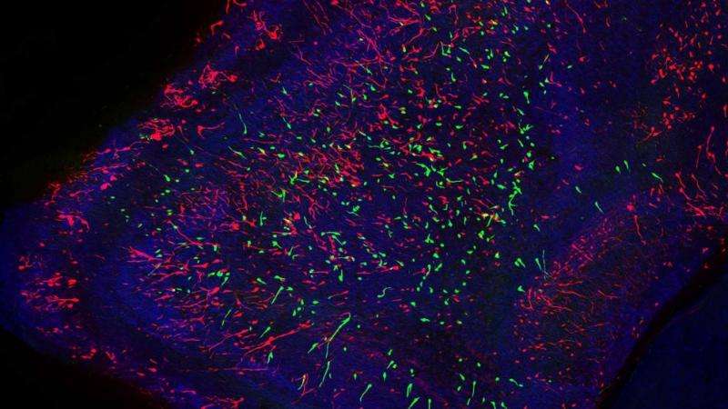 When neurons are ‘born’ impacts olfactory behavior in mice