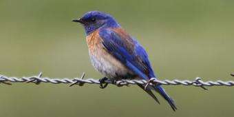 When young bluebirds don't leave the nest