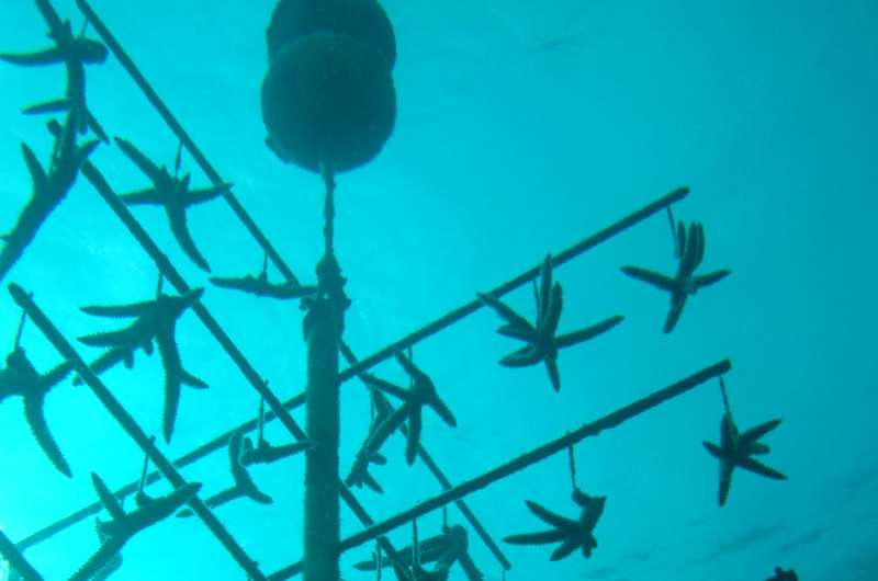 Where can coral grow best? Florida Tech scientist researching optimal habitats