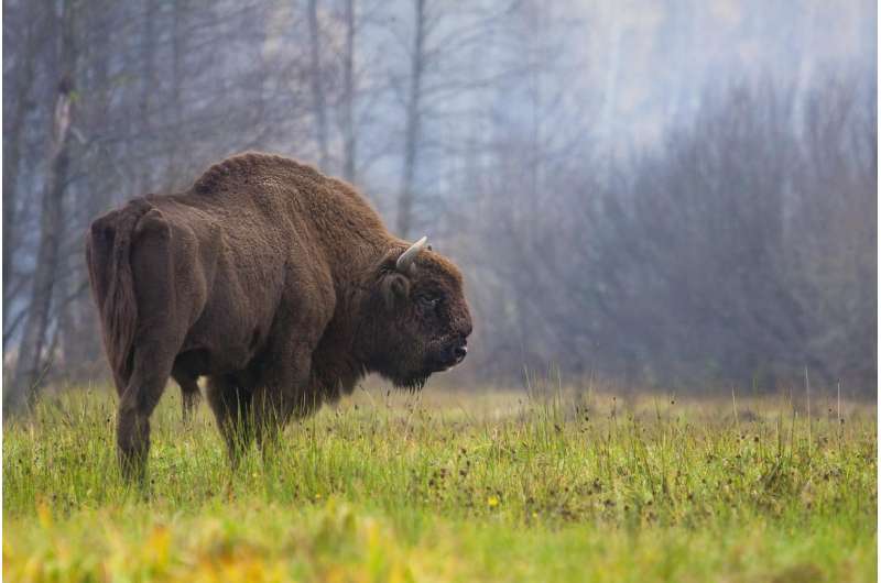 Where the buffalo have evolutionarily roamed