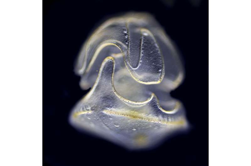 Who needs a body? Not these larvae, which are basically swimming heads