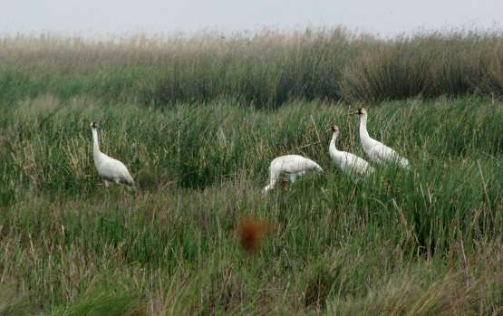 Whooping cranes' predatory behavior key for adaptation, survival