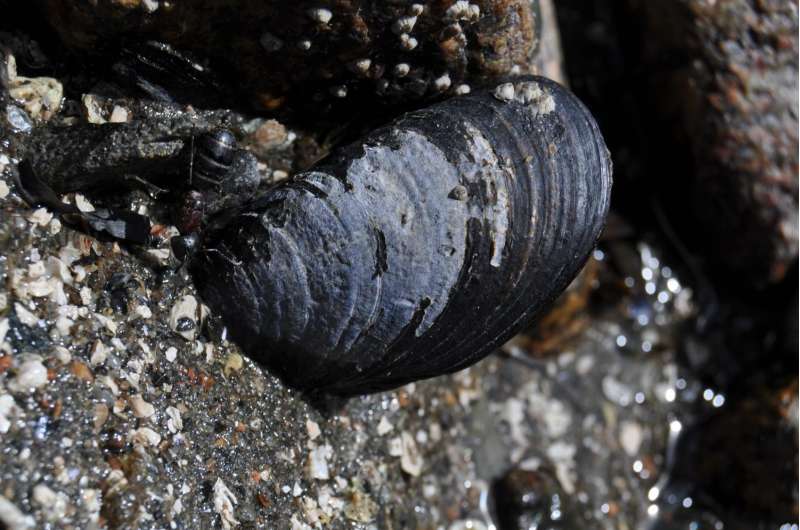 Why are New England's wild blue mussels disappearing?