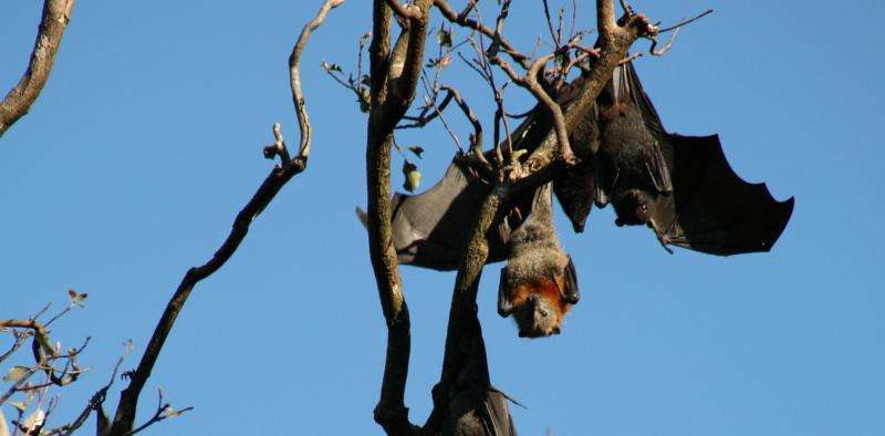 Why bats don't get get sick from the deadly diseases they carry