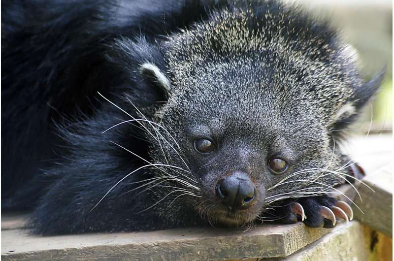 Why bearcats smell like buttered popcorn