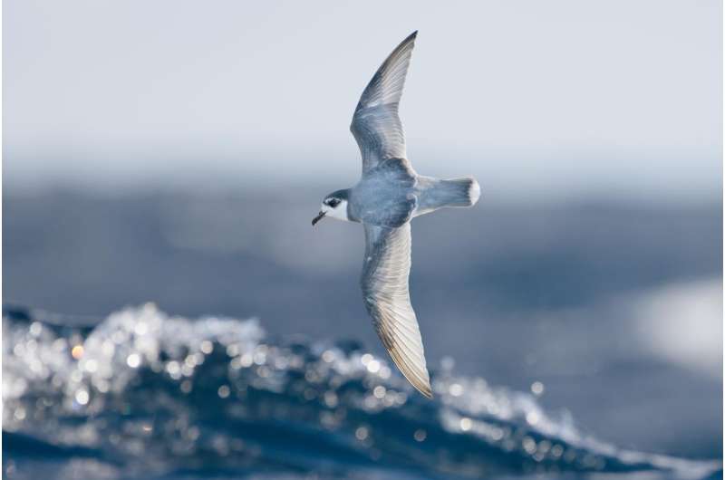 Why do seabirds eat plastic? The answer stinks