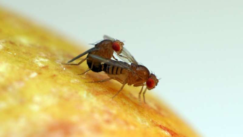 Why fruit fly sperm are giant