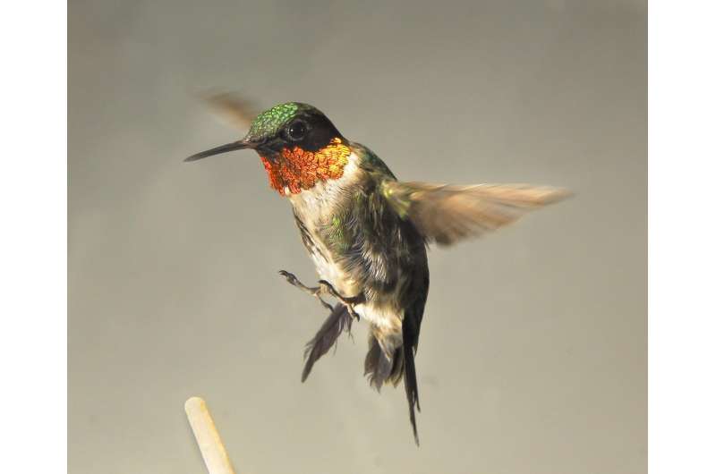Why some hummingbirds choose to balloon up before flying south