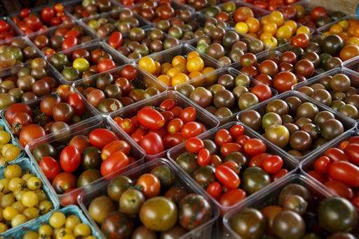 Why tomatoes lose flavor in fridge: their genes chill out