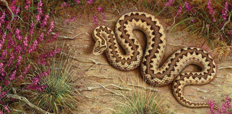 Why we should bother saving Britain’s only venomous snake