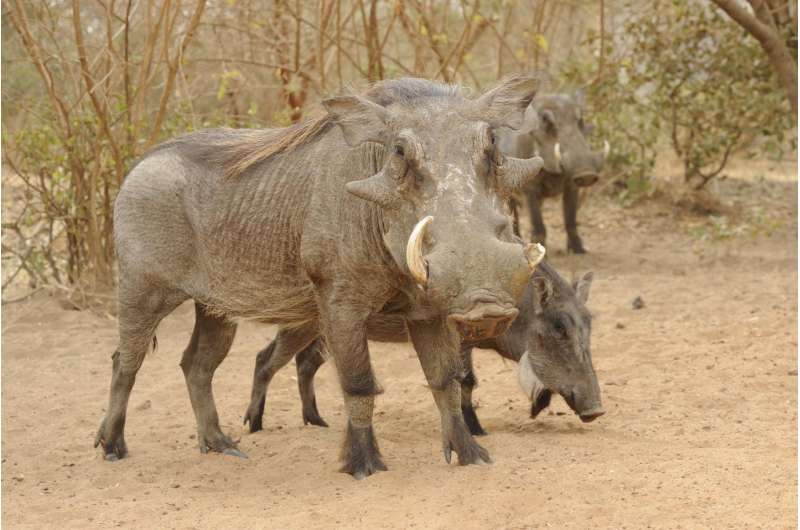 Wild boars and wart hogs may have an internal compass