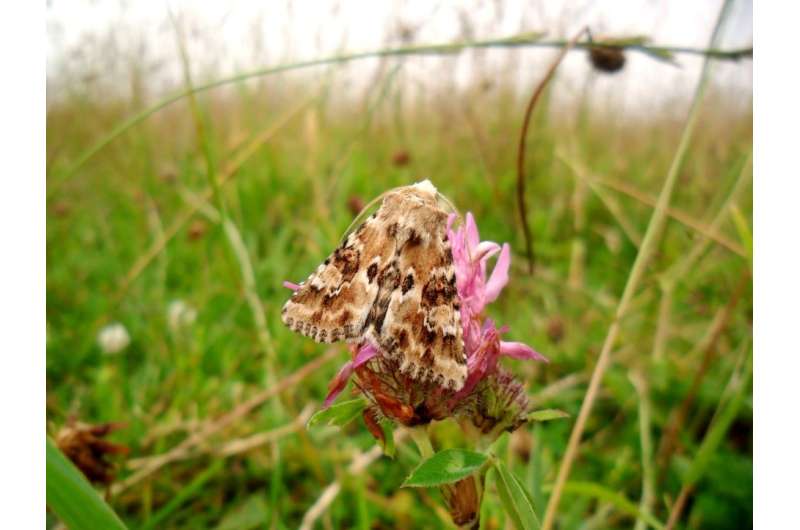 Wildlife-friendly farming shown to benefit UK moths