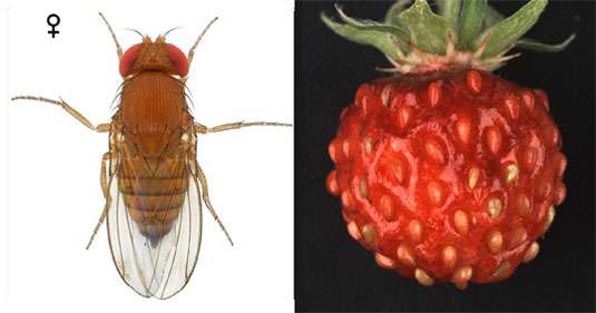 Wild strawberry that inhibits the development of the spotted-wing Drosophila fly