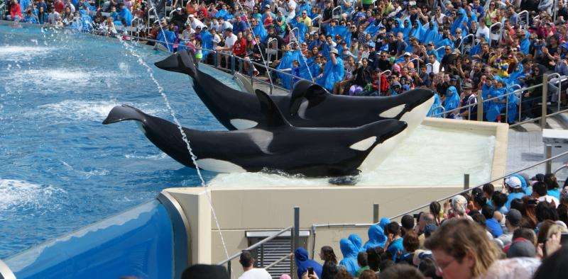 Will the end of breeding orcas at SeaWorld change much for animals in captivity?