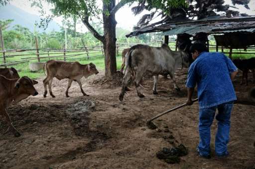 Wisut Janprapai collects cow dung at his father's home in Pa Deng village near the Thai-Myanmar border