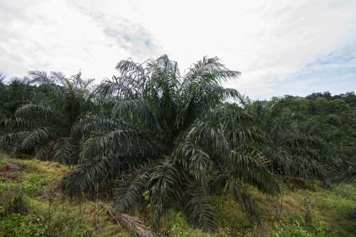 With financing coming from American, European and Asian agri-businesses, palm bunches in Gabon, Cameroon and the Congo Basin are