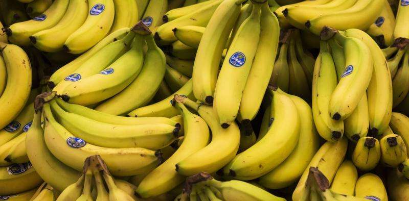 With the familiar Cavendish banana in danger, can science help it survive?