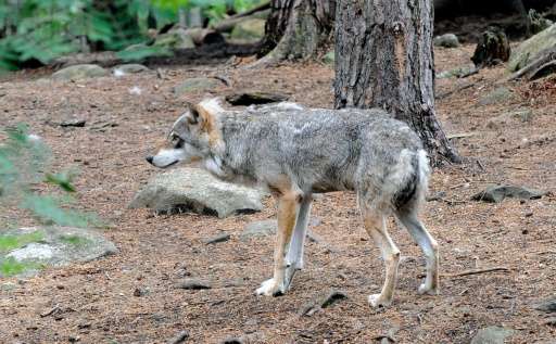 Wolves are listed as &quot;critically endangered&quot; on the 2015 Norwegian list of endangered animals