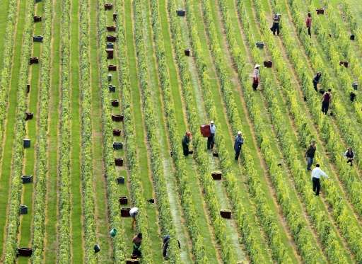 Workers collect grapes at a vineyard in north-central France, launching the Champagne grape harvest