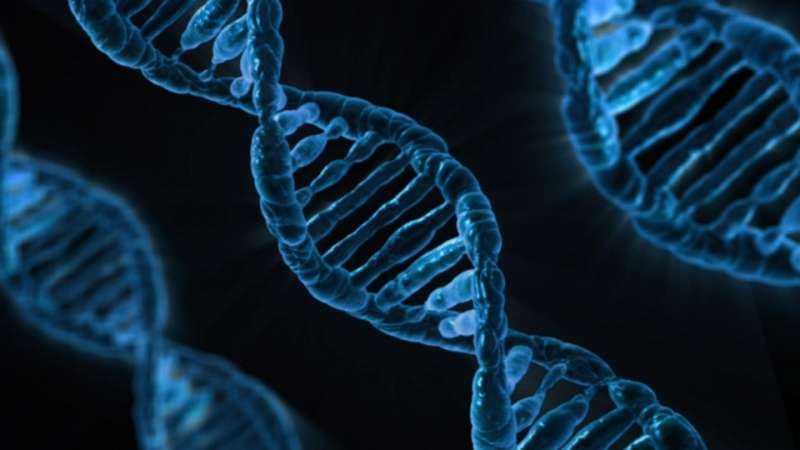 World-wide study reveals new genes for heart function