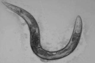 Worm study may resolve discrepancies in research on aging