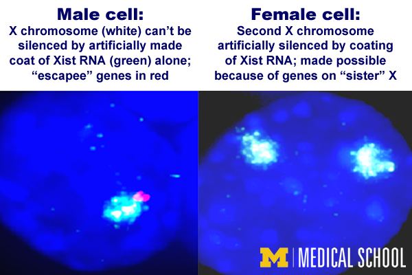 Xistential crisis: Discovery shows there's more to the story in silencing X chromosomes