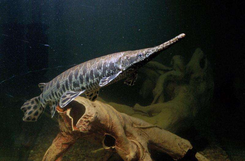 Zebrafish and humans have new biomedical friend in the spotted gar