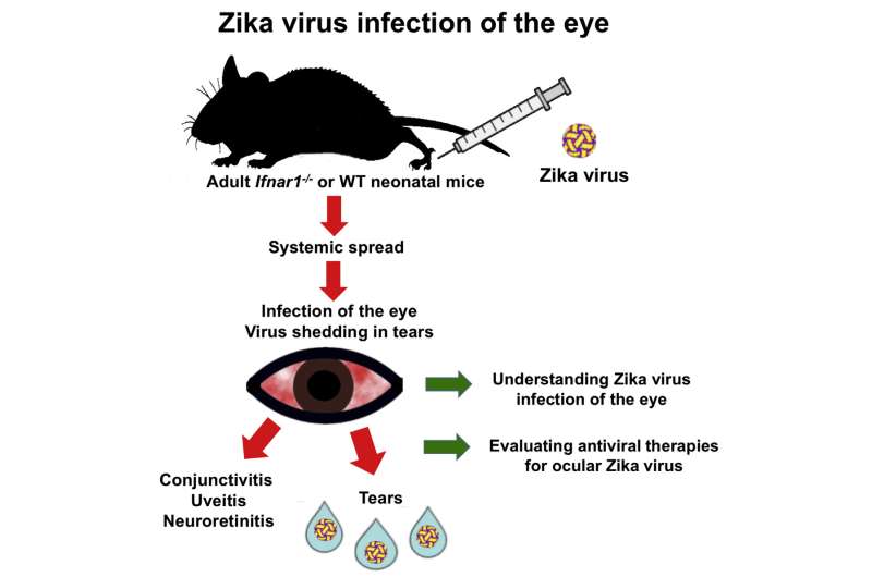 Zika infects the eyes of adult mice