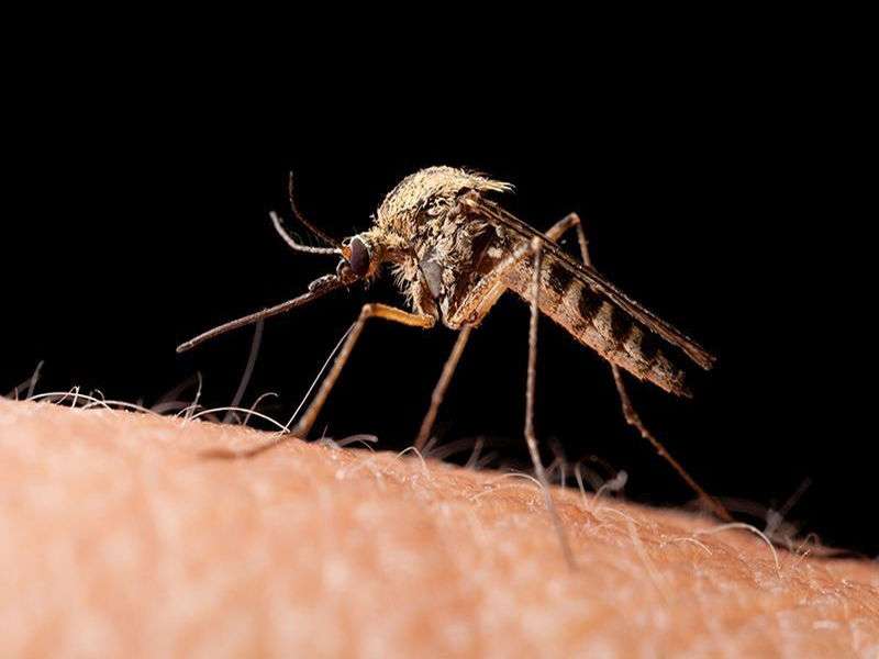 Zika threat calls for extra mosquito protection this summer