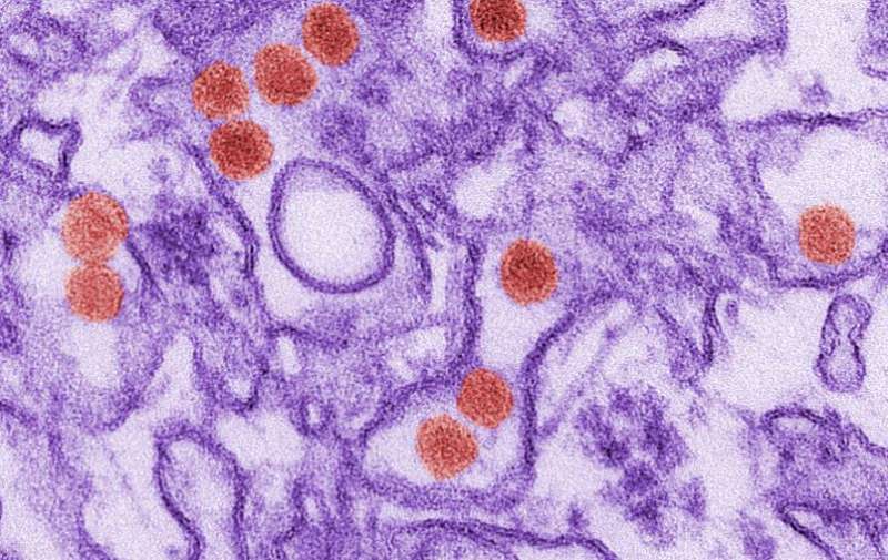 Zika virus: Optimized tests for reliable diagnosis
