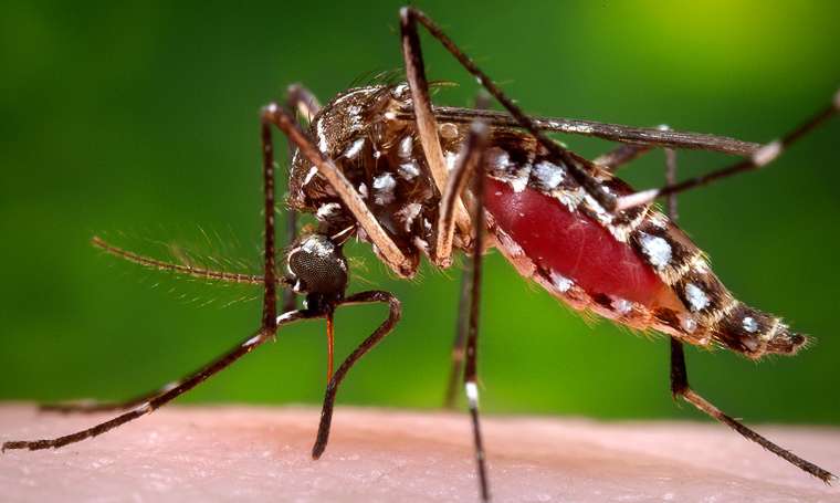 Zika virus vaccine a step closer