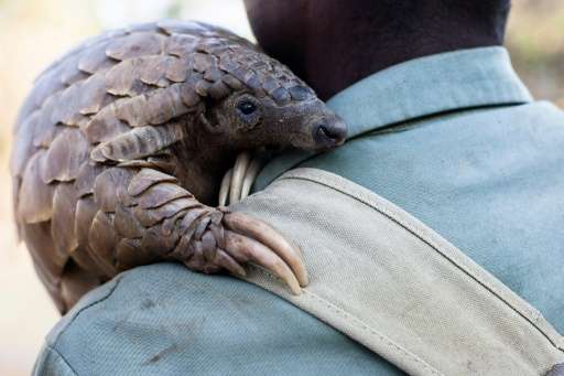 Zimbabwe game reserve guide Matius Mhambe holds &quot;Marimba&quot;, a female pangolin that has been nine years in care at Wild 