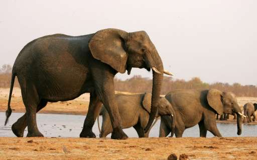 Zimbabwe has in recent years exported elephants in a bid to raise funds and cut the ballooning population