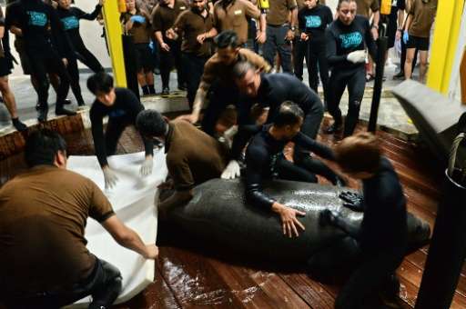 Zoo staff hold Kai, one of the manatees at Singapore's River Safari theme park, before it is transported
