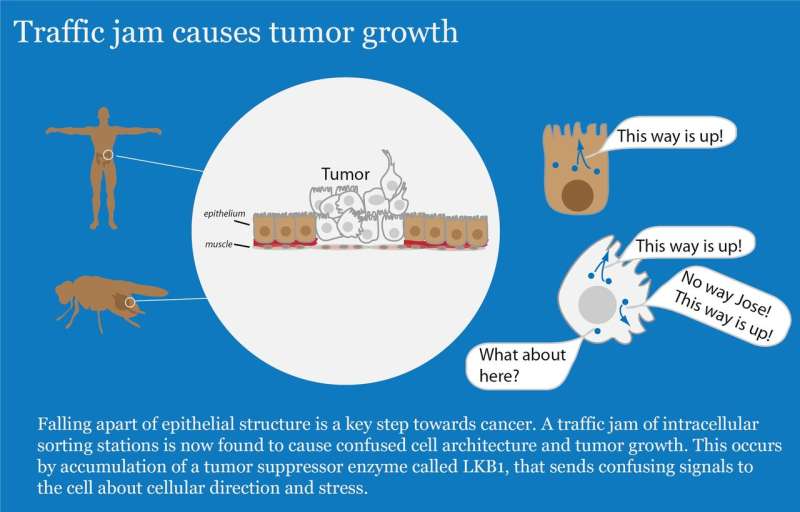 Cancer research – how a traffic jam causes tumor growth