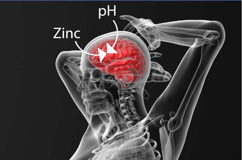 Research finds that Zinc binding is vital for regulating pH levels in the brain